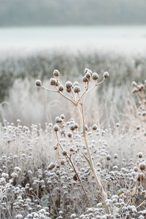 Eryngium yuccifolium seed head - Oudolf field, Hauser and Wirth Somerset Flower Garden Plans, Prairie Garden, Garden Plans, Dry Well, Garden Photography, Winter Flowers, Foto Art, Flowers Garden, Winter Landscape