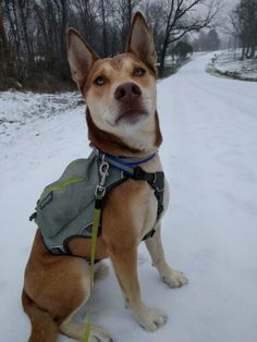 Getting that pitsky energy out. He loves the snow & walking w an evenly weighted pack gives him a job while tiring him out a little faster. Pitsky Dogs, Pitsky Puppy, Snow Walking, Rare Dogs, Cat Hug, Cat With Blue Eyes, Puppies And Kitties, Pretty Dogs, Police Dogs