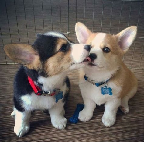 two corgi pups who are best friends Cute Corgi Puppy, Corgi Puppies, Corgi Puppy, Cute Corgi, Pembroke Welsh Corgi, Corgi Dog, Welsh Corgi, Cute Creatures, 귀여운 동물