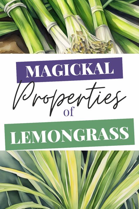 Unveil the magical properties of lemongrass! Known for its vibrant energy, lemongrass is perfect for clearing negativity, enhancing focus, and protecting your spiritual journey. Whether used in teas, spells, or as a charm, this herb adds a powerful boost to your witchcraft practices. Explore how to integrate lemongrass into your rituals for a more potent magical experience. #Lemongrass #Witchcraft #HerbalMagic #Spellcraft #SpiritualProtection Lemon Grass Uses Witchcraft, Lemongrass Meaning Witchcraft, Uses For Lemon Grass Leaves, Lemongrass Witchcraft, Lemongrass Properties, Lemongrass Uses, Attracting Positive Energy, Lemongrass Tea, Lemon Leaves