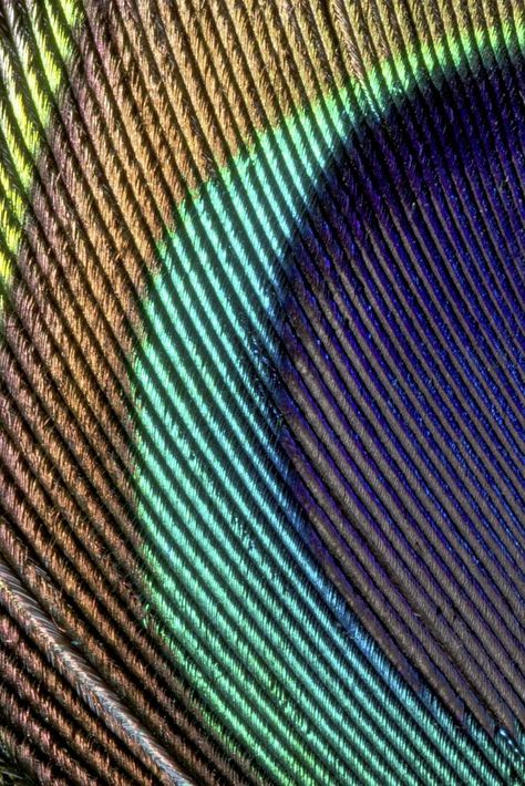 Peacock feather pattern, close up animal texture background | free image by rawpixel.com / Teddy Peacock Feather Background, Animal Close Up, Animal Texture, Peacock Feather Pattern, Feather Background, Feather Texture, Texture Images, Awesome Designs, Feather Pattern