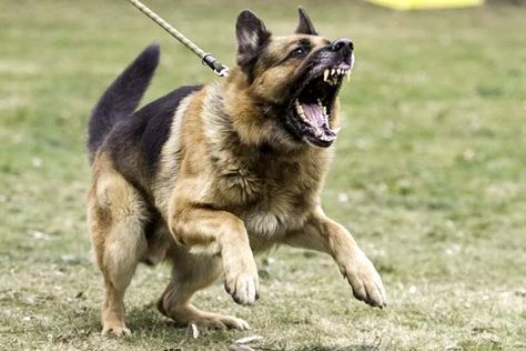 Dog Growling, Easiest Dogs To Train, Dog Behavior Problems, Dangerous Dogs, Dangerous Animals, Dog Training Techniques, Aggressive Dog, Dog Biting, Types Of Dogs