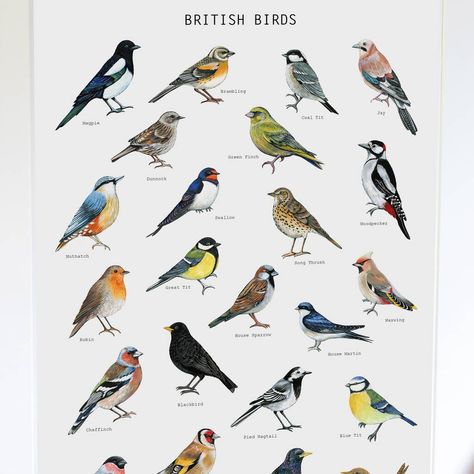 British Garden Birds, Robin House, Jay Green, Green Finch, Sparrow House, Insect Painting, House Martin, Bird Outline, Anton Pieck