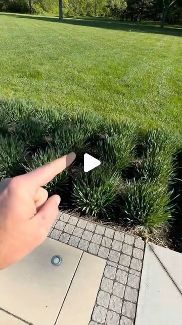 Guerrero Landscaping on Instagram: "Try Alum Serendipity—a low-maintenance perennial that’s deer and rabbit resistant, with a great shape and beautiful, long-lasting purple flowers. 🌸  Contact Guerrero Landscaping to learn more about enhancing your landscape! 💯  Visit our website: https://smpl.is/9a7kc or get a free quote: https://smpl.is/9itrp ☎️Call us at 469-398-9896  #GuerreroLandscaping #LawnCare #LawnTips #LandscapingExperts #NorthDallasLandscape  #LawnMower #AlumSerendipity #LandscapingReels #GardenReels" Desert Landscape Plants, Alum Serendipity Plant, Outdoor Lawn Ideas, Alum Serendipity, Simple Yard Landscape, Zone 9 Landscaping Texas, Grass Plants Landscaping, Low Budget Garden Ideas, Patio Landscaping Ideas