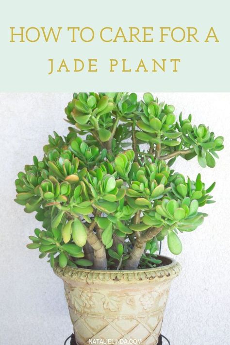 Jade plants are some of the easiest succulents to care for! They look unique and come in different varieties, too. Learn how to care for a jade plant so you can enjoy it in your garden o as an indoor succulent! Jade Plant Care, Low Maintenance Indoor Plants, Beautiful Succulents, Jade Plant, Crassula Ovata, Garden Types, Succulent Gardening, Jade Plants, Easy Plants