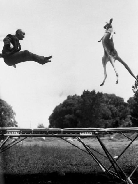 A kangaroo’s dream come true!!!  In the 1950s, Mr. George Nissen, inventor of the trampoline, jumped on a trampoline with a kangaroo in Central Park, New York.   As a publicity stunt to introduce the trampoline, Nissen hired a kangaroo for a photoshoot in Central Park, New York. The stunt was a success. He started bouncing at one end of the trampoline to get the kangaroo bouncing at the other. Then Nissen timed his jumps so he and the kangaroo would be in mid-air together for the photos. Olympic Trampoline, Trampoline Jumping, Trampoline Jump, Andreas Gursky, Trampolines, Carrie Fisher, Ringo Starr, Black White Photos, Weird And Wonderful