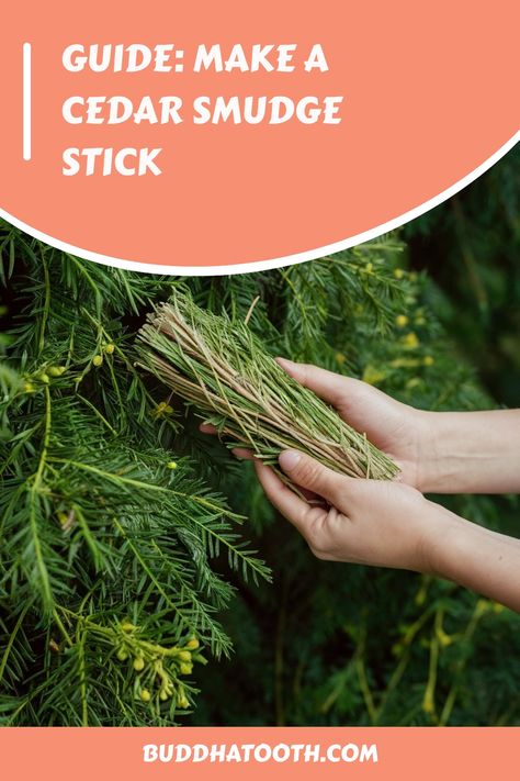 Hands holding a bundle of cedar branches against a leafy background, with text overlay about making a cedar smudge stick. Cedar Smudge Sticks, Cedar Smudge, Burning Sage, Energy Clearing, Spiritual Cleansing, Cedar Trees, Smudge Sticks, Drying Herbs, Traditional Techniques