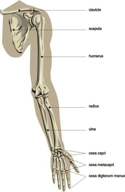 Human Body Bones, Arm Anatomy, Human Muscle Anatomy, Arm Bones, Body Bones, Anatomy Bones, Skeleton Anatomy, Basic Anatomy And Physiology, Human Body Anatomy