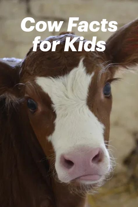 Cute and interesting cow facts for kids! Learn fun facts about cows, baby cows and milk! Great for preschool kids too preschool. #cowfacts, #cutecowfacts, #cowfactskids #cowfactsforpreschool Farm Unit Preschool, Weird Animal Facts, Cow Facts, Animal Facts Interesting, Animal Facts For Kids, Cow Craft, Milk The Cow, Farm Unit, Farm Preschool