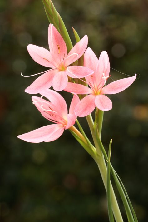 Flower Photography Art, Clivia Miniata, Flower Reference, African Plants, Painting Photography, Flower Arrangements Simple, Ap Art, Private Garden, Exotic Flowers