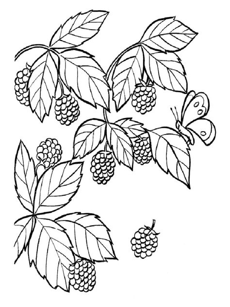 Food Coloring Pages, Fruit Coloring Pages, Fruits Drawing, Coloring Page Ideas, Coloring Pages For Boys, Fruit Of The Spirit, Coloring Pages Printable, Page Ideas, Coloring Pages To Print