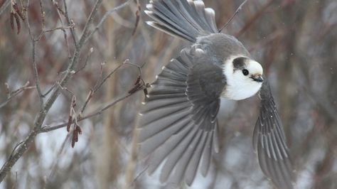 Whiskey Jack Bird, Canada Jay, Grey Jay, Winter In The Woods, Gray Jay, North American Animals, World Painting, Interesting Photography, American Animals