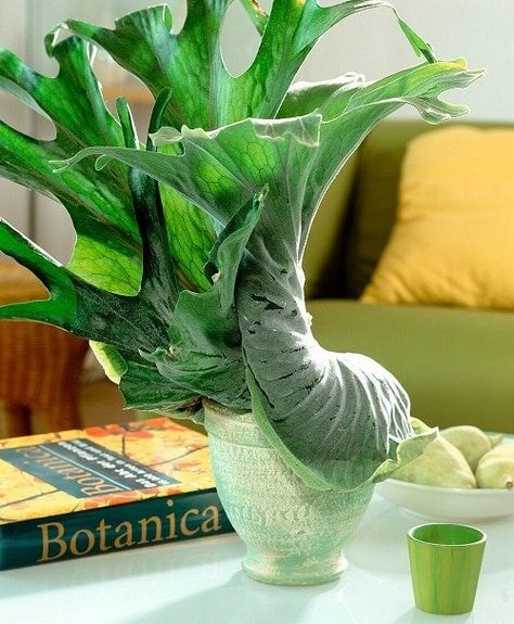 Diy Staghorn Fern Mount, Elkhorn Fern Mount Ideas, Fern Balcony, Staghorn Fern Mount Ideas, Staghorn Fern Care, Staghorn Plant, Staghorn Fern Mount, Elkhorn Fern, Fair Garden