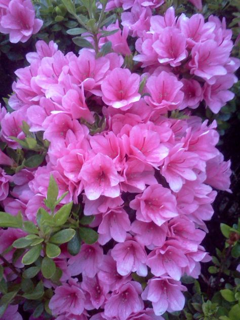 pink rhododendron Rhododendron Colors, Buddha Tree, Rhododendron Chionoides, Book Bedroom, Pink Rhododendron, Rhododendron Maximum, Roseum Elegans Rhododendron, Purple Gem Rhododendron, Diy Garden Fountains