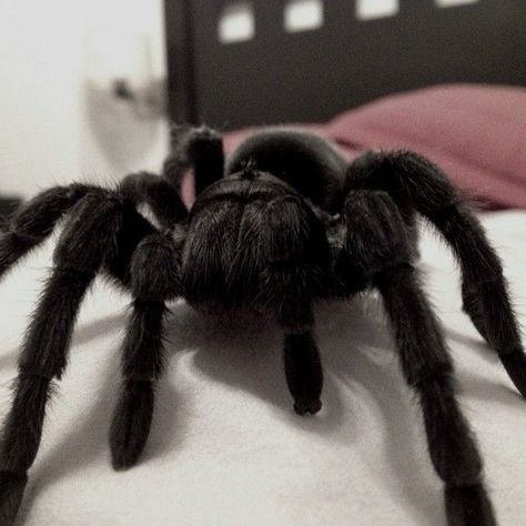 Grungecore Aesthetic, Pet Tarantula, Spider Species, Pet Spider, Cool Bugs, Creepy Crawlies, Arthropods, Black Spider, Wolfram