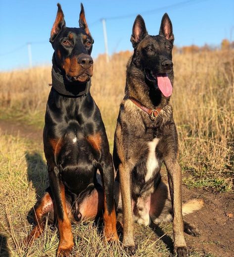 Perro Doberman Pinscher, Belgian Malinois Dog, K9 Dogs, Malinois Dog, Scary Dogs, Dogs Training, Pretty Dogs, Pets Dogs, Pretty Animals