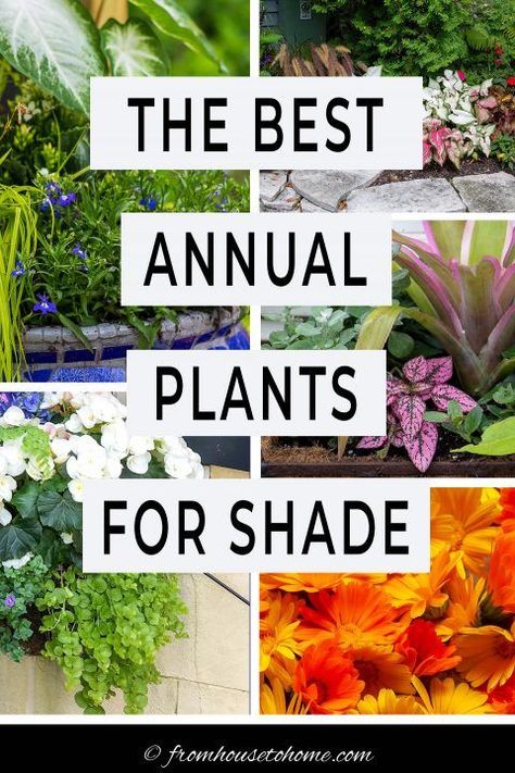 Flowers That Like Shade, Annual Flowers For Shade, Plants For Shady Areas, Shade Plants Container, Garden Full Of Flowers, Shade Annuals, Best Plants For Shade, Full Shade Plants, Plants For Shade