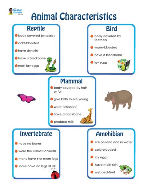 تصنيف الحيوانات, Animal Characteristics, Vertebrates And Invertebrates, Science Anchor Charts, Animal Lessons, Animal Classification, Science Writing, 5th Grade Science, Animal Science