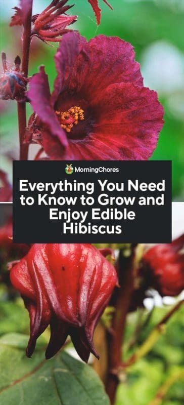 How to Grow Edible Hibiscus Flowers in Your Garden Hibiscus Growing, Homestead Landscape, Growing Spices, Meadow Tea, Hibiscus Drawing, Hibiscus Bouquet, Edible Flower Garden, Growing Hibiscus, Wishlist Plants