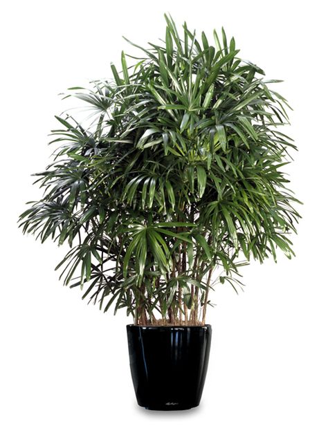 Rhapis Palm, Rhapis Excelsa Palm Plant Indoor, Raphis Palm, Palm Plant Care, Rhapis Excelsa, Tree Garden Design, Lady Palm, Palm Trees Garden, Indoor Palm Trees, Toxic Plants For Cats