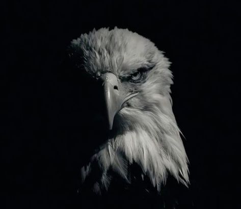 Bald Eagle Tattoos, Sri Aurobindo, Eagle Images, Realistic Photos, Eagle Wallpaper, Eagle Pictures, Animal Portraits Art, Eagle Tattoo, Happy Teachers Day