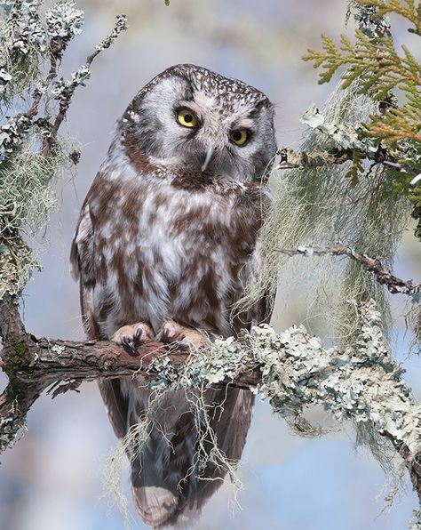 Minnesota Birds, Boreal Owl, Owl Photos, Boreal Forest, Northern Minnesota, Beautiful Owl, Lake County, Cute Owl, Natural History