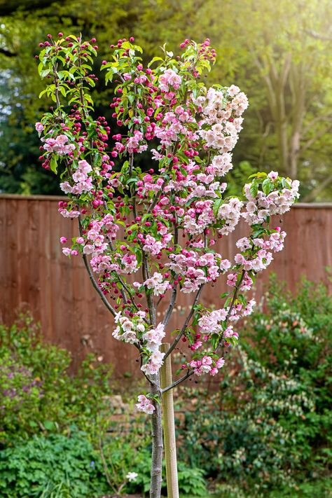 Sargent Crabapple Tree, Crabapple Tree Landscaping, Trees For Small Gardens, Urban Permaculture, Small Ornamental Trees, Plants For Small Gardens, Flowering Crabapple, Trees For Front Yard, Late Summer Flowers