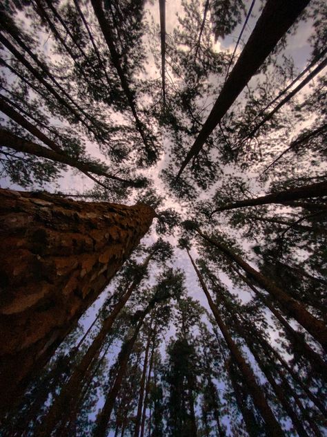 Bristlecone Pine Tree, Earth City, Bristlecone Pine, Forest Drawing, Pine Trees Forest, Great Basin, Ponderosa Pine, Lost In The Woods, Torrey Pines