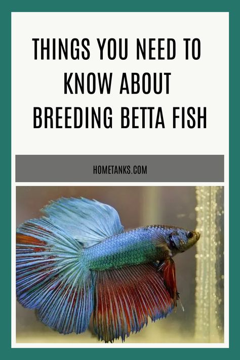 Betta fish mate in a similar way other tropical fish does. When chooding a breeding pair for betta fish, there are a few things you need to keep in mind. Read more in this article to know about breeding betta fish. #bettafish #aquariumfish #freshwaterfish Betta Fish Mating, How To Breed Betta Fish, Betta Setup, Baby Betta Fish, Breeding Betta Fish, Betta Fish Care, Fish Breeding, Freshwater Aquarium Fish, Fish Care