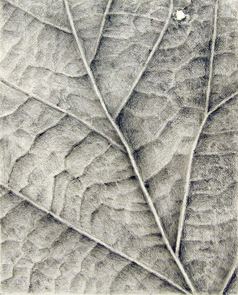 texture Close Up Texture Drawing, Nature Close Up Texture, Texture Reference Photo, Leaf Texture Drawing, Texture Drawing Ideas, Sketchbook Texture, Texture Drawings, Textures Drawing, Basic Sketch