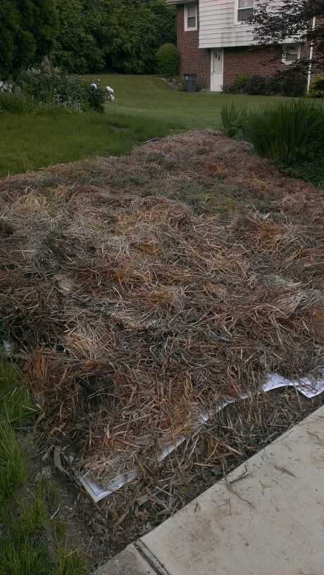 2 weeks worth of newspapers from 3 houses, several flattened moving cartons, 3 bales of spoiled straw, 2 piles of sun-dried grass clippings. Next: 6 trash cans of mulch, and a lot of chopped leaves in the fall. In a couple years, I might have topsoil on that clay. Top Soil, Sun Dried, Mulch, In The Fall, Stepping Stones, The Fall, The Neighbourhood, Straw, Yard