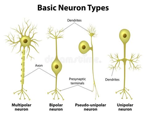 Types Of Neurons. Basic neuron types. Unipolar, pseudo-unipolar neuron, bipolar, #Sponsored , #AD, #SPONSORED, #Basic, #Types, #unipolar, #neuron Types Of Neurons, Nervous System Anatomy, Glial Cells, Brain Surgeon, Microscopic Photography, Human Body Unit, Brain Facts, Brain Anatomy, Medical School Studying