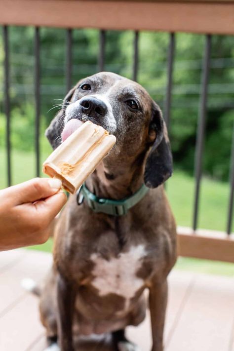 Dog Popsicles Recipe, Dog Popsicles, Frozen Dog Treats Homemade, Banana And Peanut Butter, Dog Cake Recipes, Frozen Dog Treats, Dog Biscuits Homemade, Dog Ice Cream, Easy Dog Treats