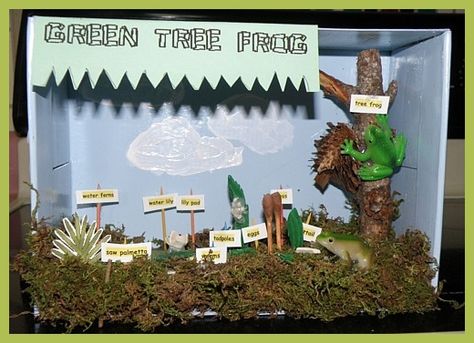 Tree Frog Habitat Diorama Wetland Diorama, Biome Diorama, Wetland Biome, Grassland Biome, Biomes Project, Ecology Projects, Frog Habitat, Ecosystems Projects, Frog Activities