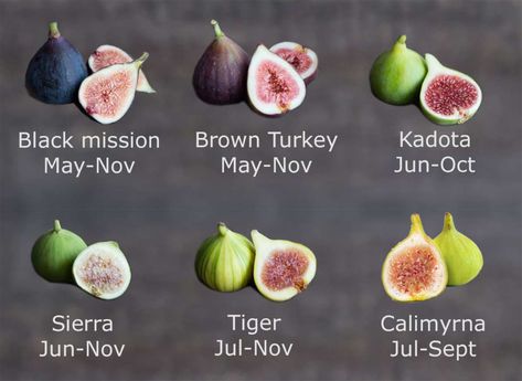 Fig Salad Recipes, Growing Fig Trees, Fig Tree Plant, Fig Varieties, Fig Season, Black Mission Fig, Fig Jam Recipe, Fig Salad, Fig Bars