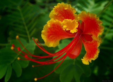 Pride Of Barbados, Flower Fence, Skin Care Wrinkles, Flower Art Painting, Barbados, Flower Pictures, Flower Art, Fence, Planting Flowers