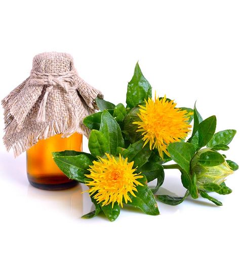 Is Safflower Oil Good For Your Skin Safflower Oil Benefits, Selling Essential Oils, Essential Oil Beauty, Vetiver Oil, Improve Hair Growth, Beauty Elixir, Lustrous Hair, Safflower Oil, Linoleic Acid