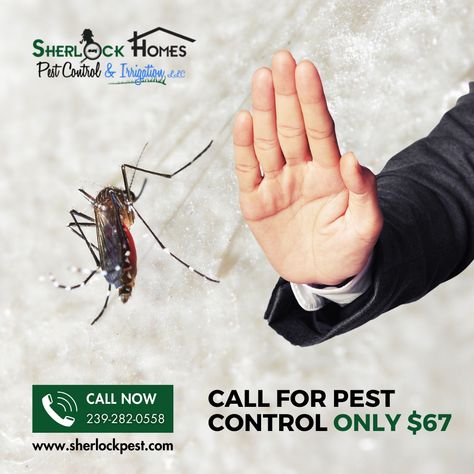 Swipe left on mosquitoes and right on a safe haven for your family and pets! Sherlock Homes has cracked the code to mosquito-free living. Dial us up, and let's make your space a bite-free zone! sherlockpest.com/ 239-282-0558 #MosquitoControl #SherlockHomesPestControl #BugBusters #GreenGuardians #PestFreeLiving #MosquitoMasters #PestControlServices Mosquito Control, Pest Control Services, Free Living, Safe Haven, Pest Control, Make Your