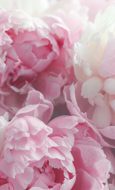 Wallpaper Backgrounds Peonies, Pink Peony Wallpaper, Flores Wallpaper, Pink Peonies Wallpaper, 90s Aesthetic Wallpaper Iphone, 90s Aesthetic Wallpaper, Floral Wallpaper Iphone, Peony Wallpaper, Beautiful Flowers Photography