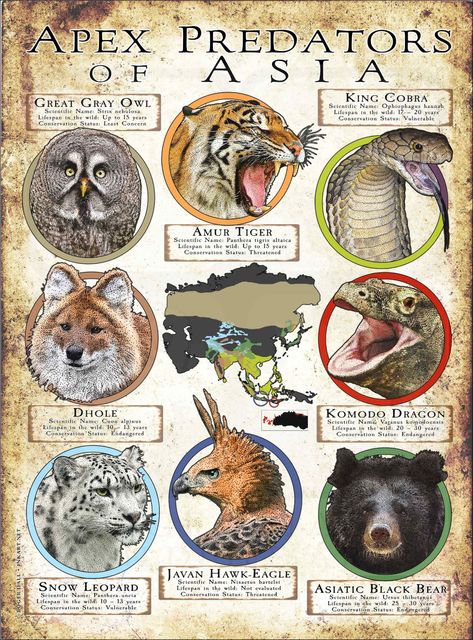 Apex Predators of Asia Poster Print Animal Predators, Informative Poster, Most Dangerous Animals, Animal Infographic, Prey Animals, Types Of Snake, Great Grey Owl, Animal Illustration Art, Wild Animals Pictures