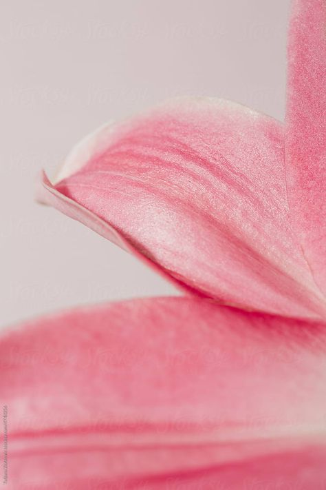 Flower Petal Aesthetic, Pink Rose Photography, Freshness Aesthetic, Pink Photography Aesthetic, Ivory Aesthetic, Pink Bg, Photography Mockup, Food Art Photography, Pink Photography