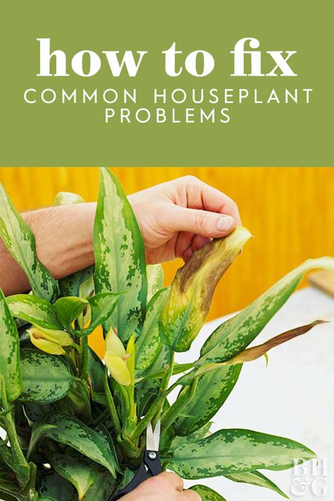 Learn how to decode the messages your plant is sending—and how to fix them. You’ll be back to thriving, happy plants in no time! #houseplanttips #healthyhouseplants #keepinghouseplantsalive #bhg Common House Plants, Growing Food Indoors, Plant Maintenance, Chinese Evergreen, Plant Problems, Inside Plants, Indoor Plant Care, Plant Diseases, House Plants Decor