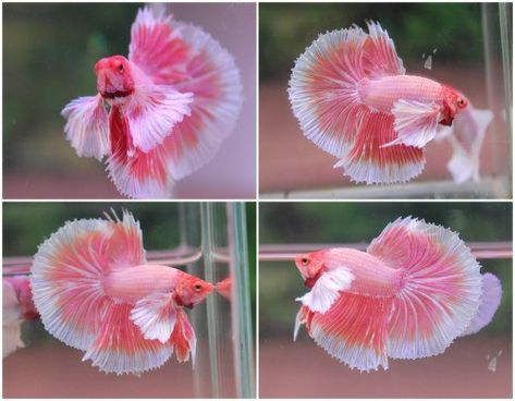 Pink Butterfly Half Moon Dumbo Ear Betta Pink Fish Tank, Pink Betta Fish, Dumbo Ears, Betta Fish Types, Betta Aquarium, Cr7 Wallpapers, Pretty Fish, Pink Fish, Betta Fish Tank