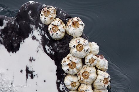 whale barnacle large | Coronula diadema on the tip of a humpback whale's pectoral flipper ... Salvatore Moreau, Animal References, The Whale, Monterey Bay, Humpback Whale, Ap Art, Life Cycle, On The Edge, Whales