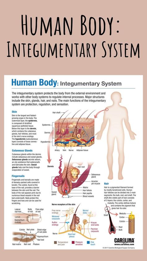 The integumentary system is made up of the skin, hair, and nails. Its main functions are protection, regulation, and sensation. This free infographic provides a colorful representation of the system that’s easy for students to read and understand! #humanbody #integumentarysystem #hair #skin #nails #senses #touch #structureandfunction #anatomy #physiology #anatomyandphysiology #a&p #nursing #doctor #infographic #bodysystems #science #research Integumentary System Project, Skin Anatomy, Integumentary System, Basic Anatomy And Physiology, Nursing Student Tips, Human Body Anatomy, Organ System, Medical School Inspiration, Medical School Essentials