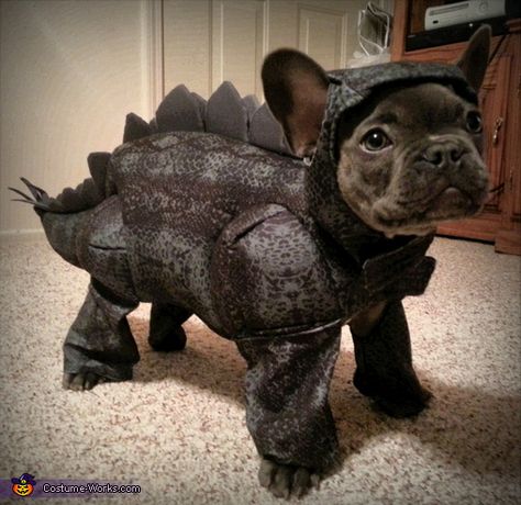 Zeus the Stegosaurus Costume Bulldog Francese, Costume Works, Halloween Costume Contest, Cute French Bulldog, Super Cute Animals, French Bulldog Puppies, Costume Contest, Dog Costumes, Cute Dogs And Puppies