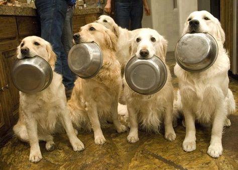 Dinner time - Imgur What To Feed Dogs, Dog Waiting, Photo Animaliere, 골든 리트리버, Love My Dog, Smart Dog, Dog Rules, Funny Dog Pictures, Dogs Golden Retriever