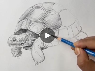 How To Draw A Tortoise, Tortoise Drawing, Drawing Painting, Painting Art, Tortoise, To Draw, 3 D, Paintings, Drawings