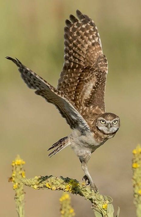 Nature Aesthetic Art, Mullein Plant, Tattoo Nature, Animals Tattoo, Owl Photography, Burrowing Owl, Owl Photos, Bird Of Prey, Animal Study