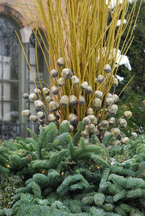 Winter Outdoor Planter Ideas, Holiday Urn, Yellow Twig Dogwood, Container Arrangements, Outdoor Planter Ideas, Winter Containers, Winter Container Gardening, Winter Planters, Red Twig Dogwood